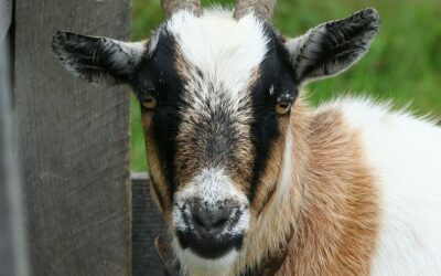 Best goat breeds for rearing in Kenya