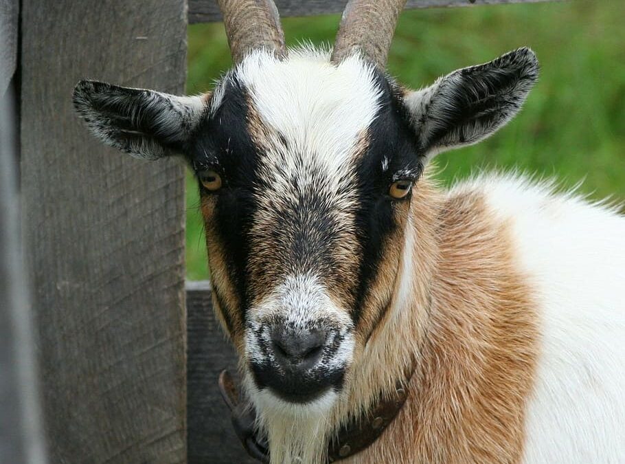 Best goat breeds for rearing in Kenya