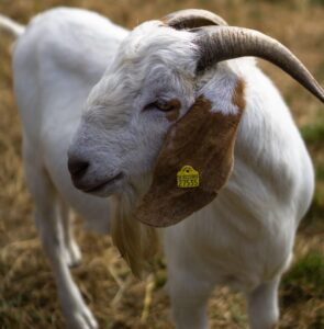 Boer Goat