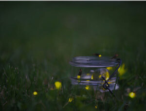 Fireflies