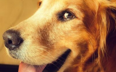 The most effective method to make your canine happy in 10 sweet ways!