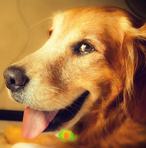 The most effective method to make your canine happy in 10 sweet ways!