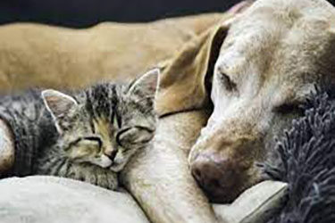 For what reason do we love animals ? Well here are the 10 most best sweetest reasons why we love animals