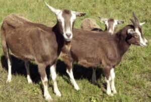 Toggenburg Goat