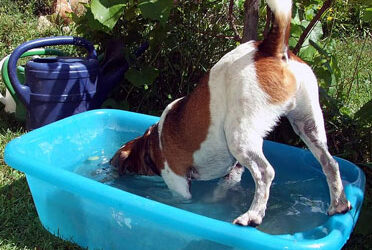 11 hints from a vet on the most proficient methods to keep dog cool in warm climate