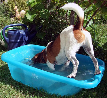 11 hints from a vet on the most proficient methods to keep dog cool in warm climate