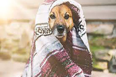 Ways of Keeping Your Pet Warm During Cold Seasons