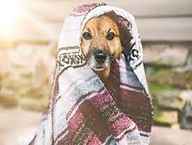 Ways of Keeping Your Pet Warm During Cold Seasons