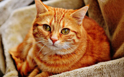 Here are few popular cat breeds to consider when choosing as a pet