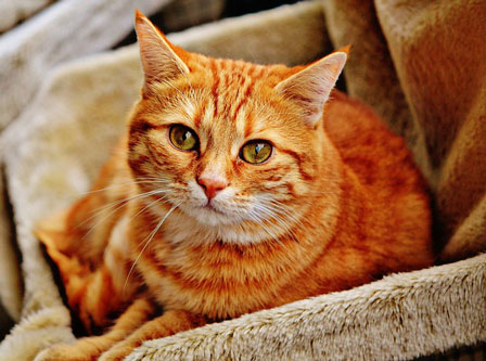 Here are few popular cat breeds to consider when choosing as a pet