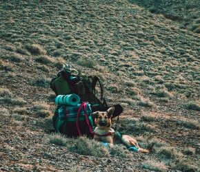 Ulitimate Guide to Pet Friendly Hiking Spots in Kenya