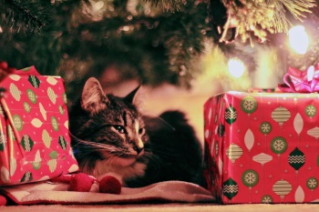 Ensure your pet feel loved and included during this special time of the year. Here are 9 ways to celebrate the holidays with your pets