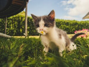 Here are the top 30 cat names for furry parents in 2024 that capture the essence of charm, playfulness, and individuality.