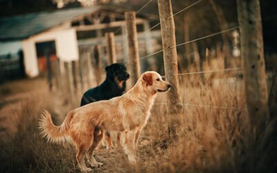 Here are five unique health benefits of owning a dog