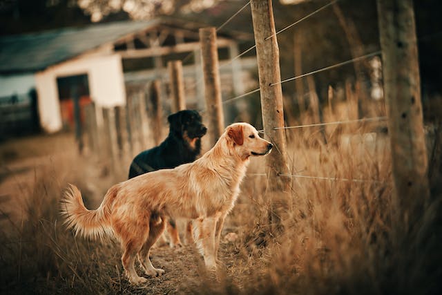 Here are five unique health benefits of owning a dog