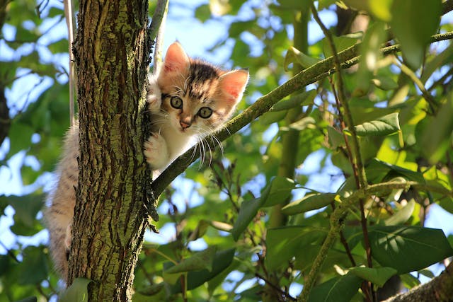 Recognizing your kitty is overweight is only a step further to helping your kitty lose some weight