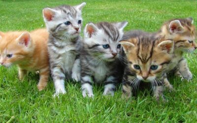 Top 30 cat names for furry parents in 2024 that capture the essence of charm, playfulness, and individuality.