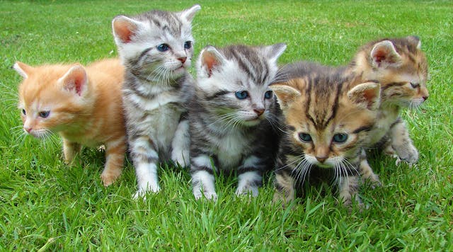 Top 30 cat names for furry parents in 2024 that capture the essence of charm, playfulness, and individuality.