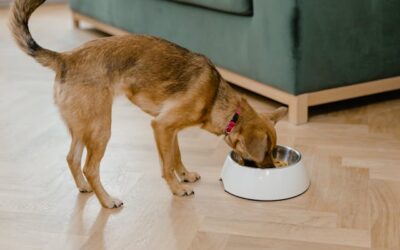 Simple delicious and healthy dog food recipes you can make at home.