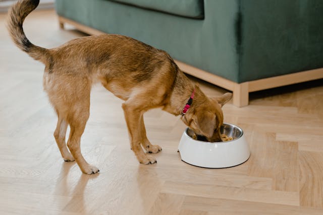 Simple delicious and healthy dog food recipes you can make at home.